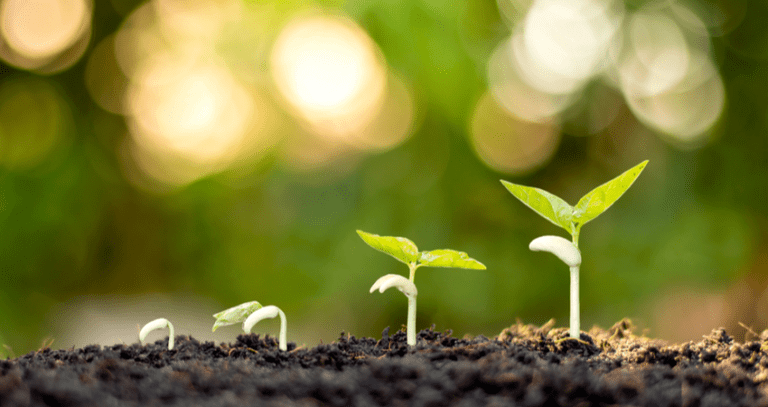 GRÜNE begrüßen Biozertifizierung der Stadtgärtnerei