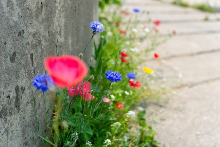 Grüne möchten Wildpflanzen am Wegesrand erlauben