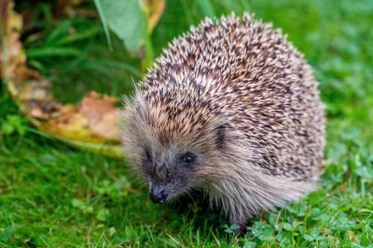 Igel vor Mährobotern schützen